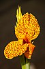 orchidee - (c) k eutebach.jpg
